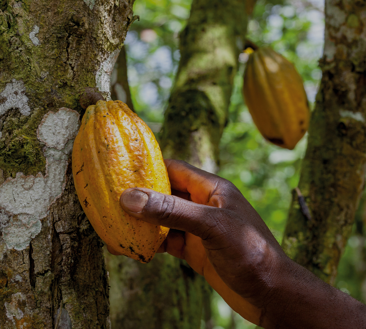 Cacao-Trace : a unique sustainable cocoa program