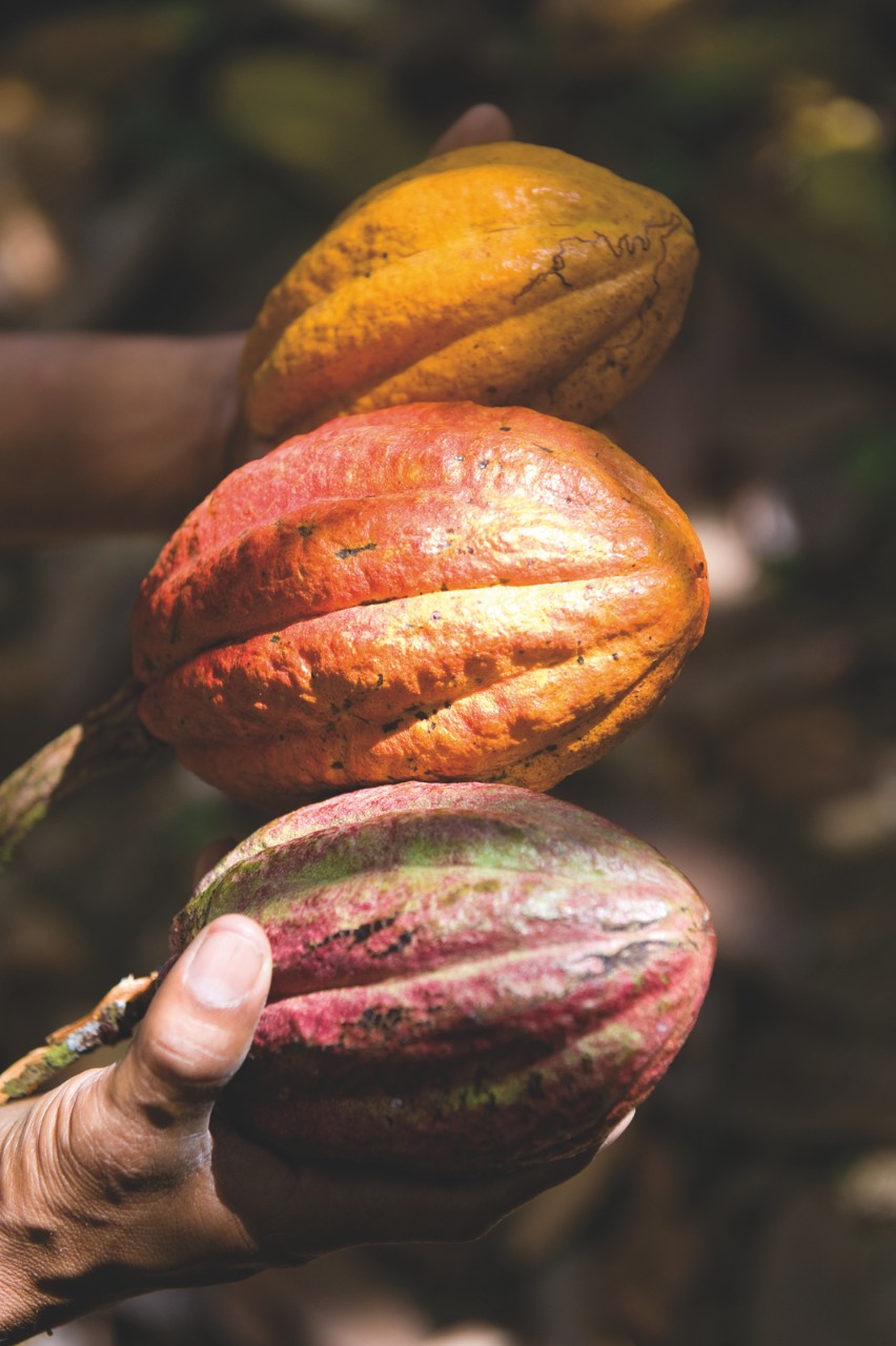 Cacao-Trace verse un montant record de 7 millions d’euros aux producteurs de cacao et à leurs communautés en 2024